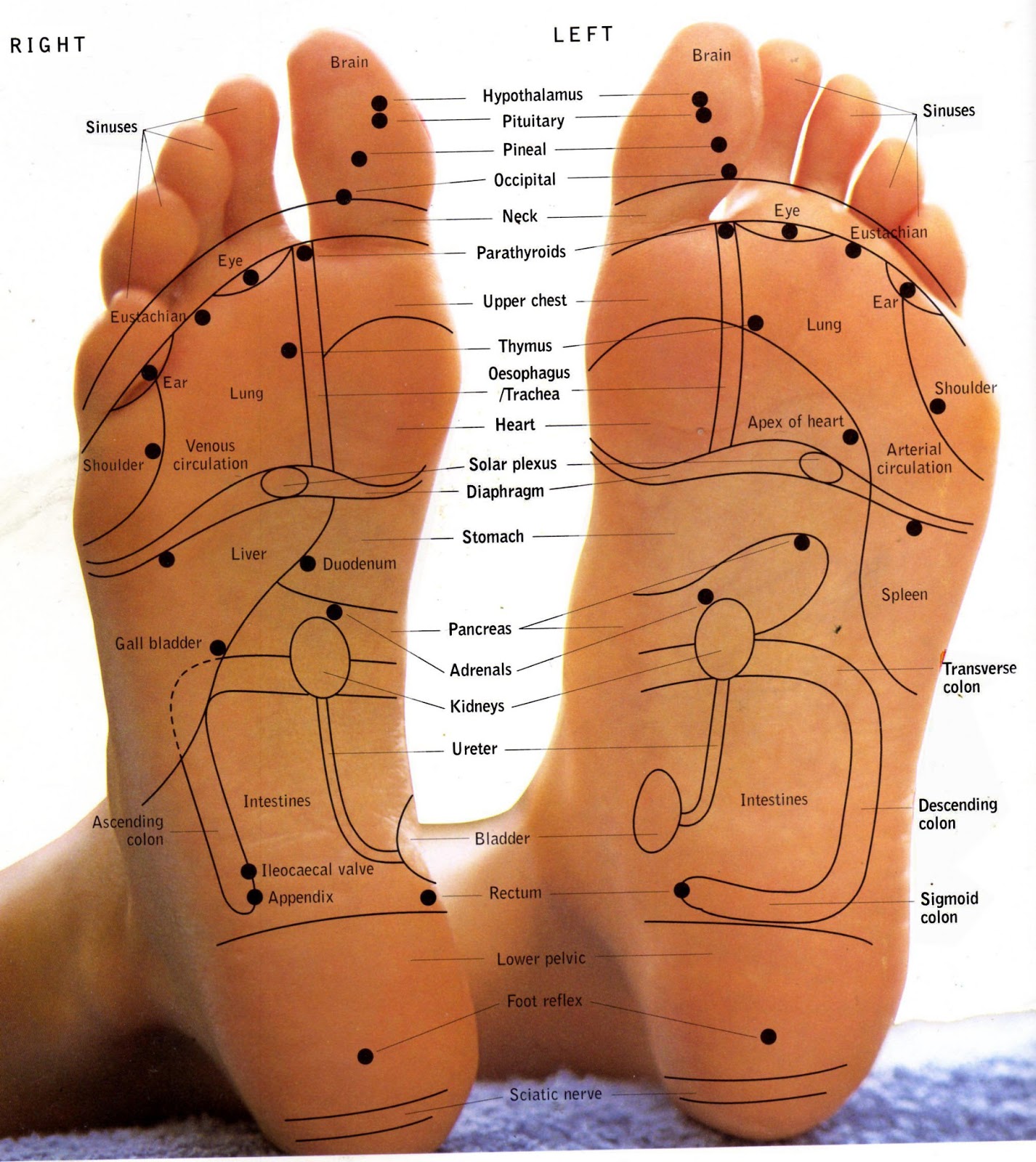 foot+charts+on+real+feet+underneath+ct-1255841814